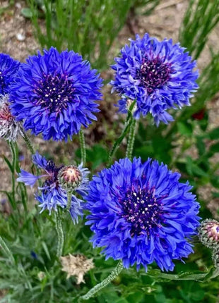 Cornflower Mixed Seeds