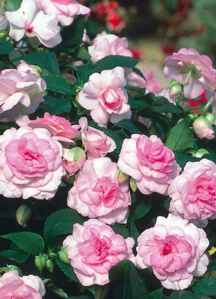 Double Impatiens Seeds - A Symphony of Petals in Nature's Garden