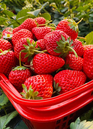 Sweet Dreamland Cream Strawberry Seeds