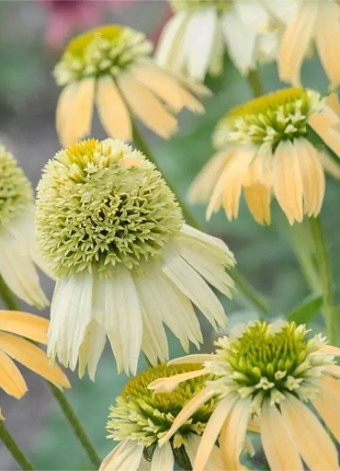 Double Echinacea Seeds
