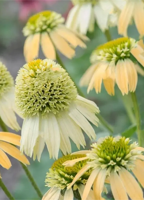 Double Echinacea Seeds