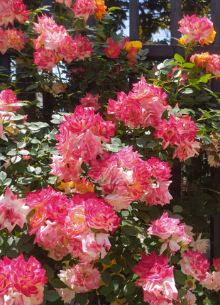 Climbing Rainbow Rose Seeds