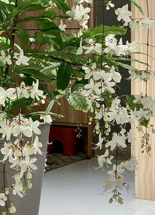 🌼Weeping Jasmine Seeds - White Jade Butterfly