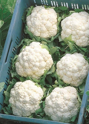 Cauliflower Absolute F1