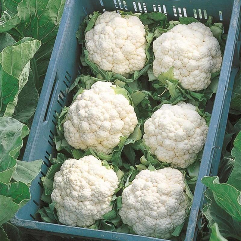 Cauliflower Absolute F1