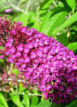 MIXED Colors BUTTERFLY BUSH Buddleia Davidii Flower Shrub Seeds