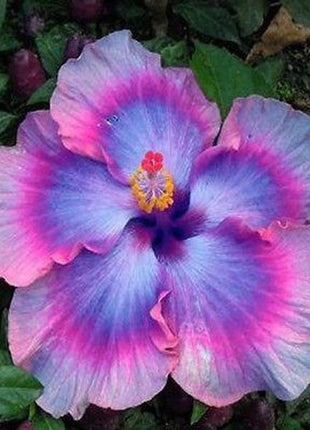 Giant Ombre Hibiscus Exotic Coral Flowers Seeds