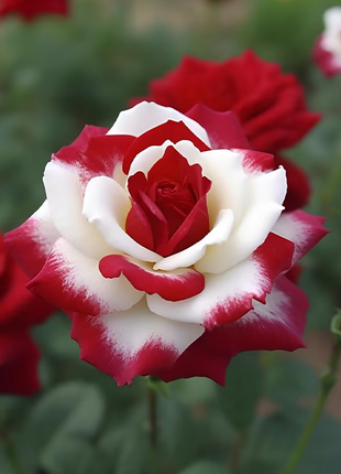 Rare Twin Red White Rose Flower Seeds