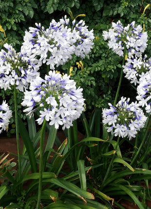 🎁New Year Sale🎁Agapanthus 'Twister'