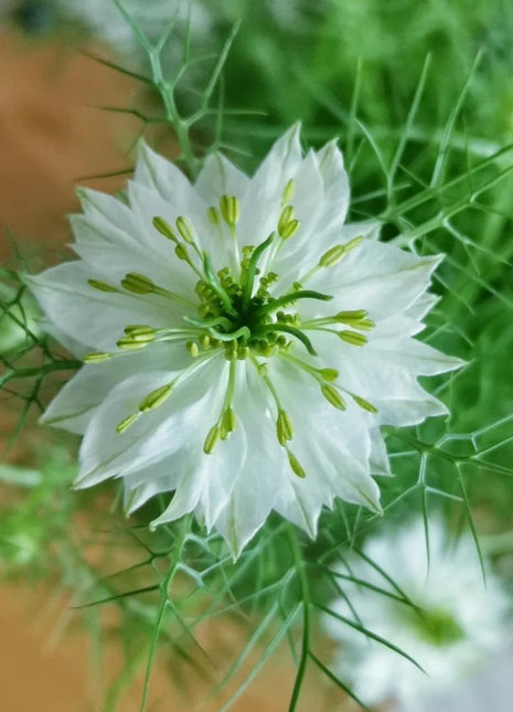 💚Green Nigella