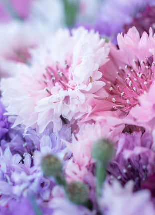 1000 Pcs Tall Double  Mixed Colors Cornflower Flower Seeds