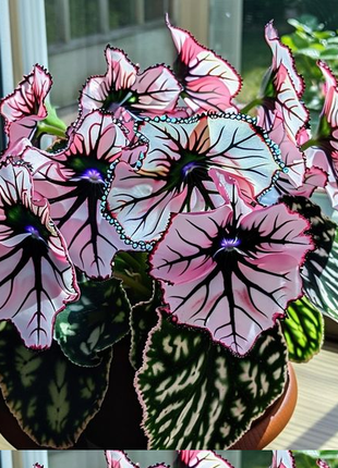 Eclipse Petal Begonia