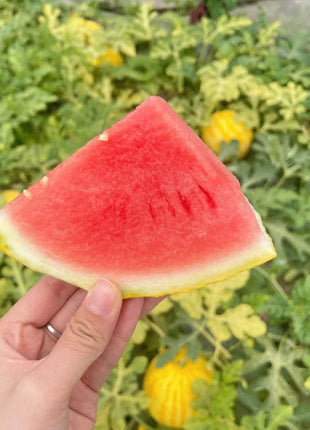 Golden Red Watermelon Seeds