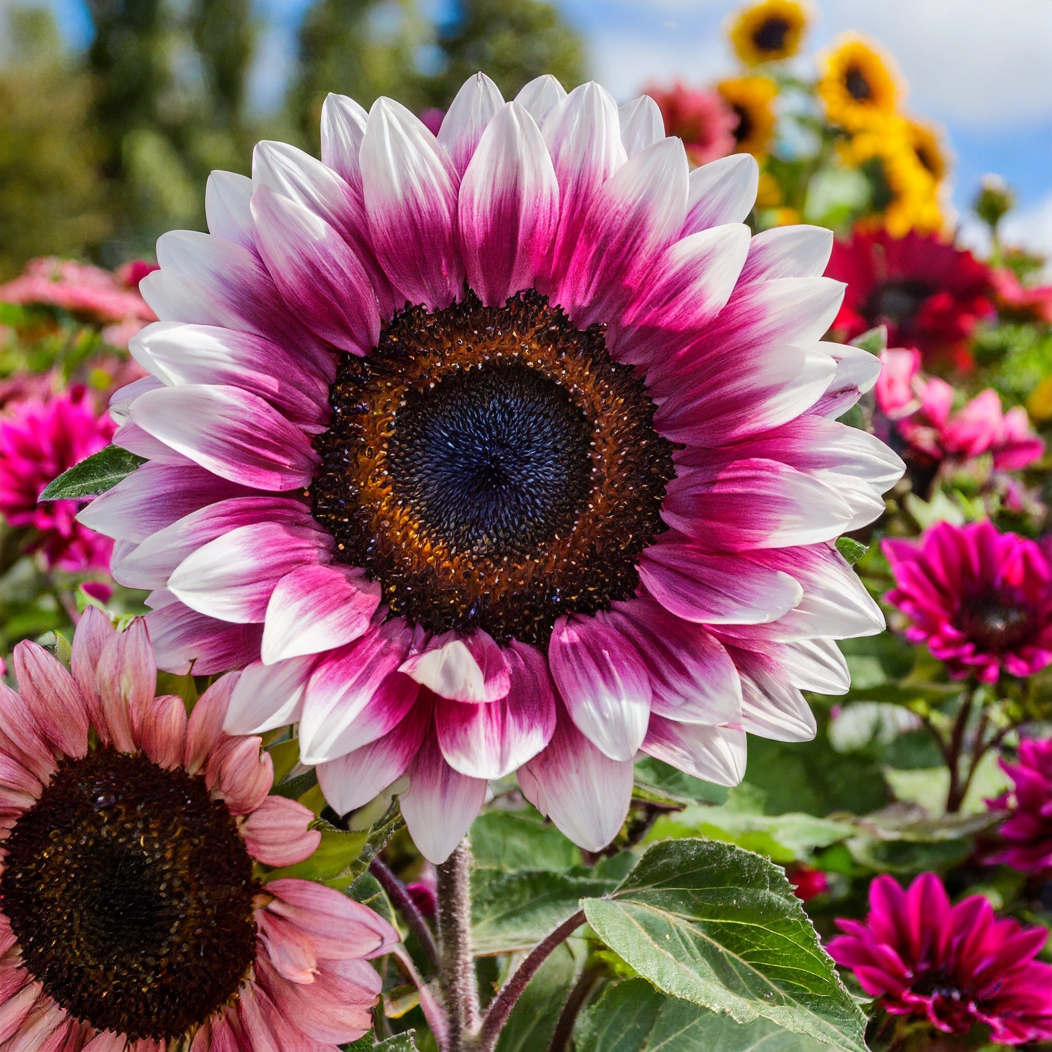 strawberry blonde sunflower seeds australia 100 Pcs Strawberry Blonde Hybrid Sunflower Seeds – MyGarden