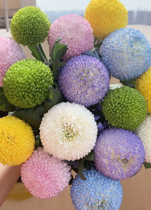 🏵️Colorful Ping Pong Chrysanthemum Seeds