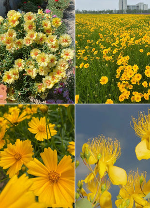 Exclusive Yellow Wildflower Seed Mix