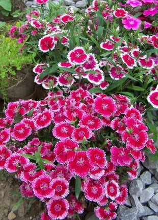 WEE Willie Dwarf SWEET WILLIAM Mixed Colors Dianthus Barbatus Flower Seeds