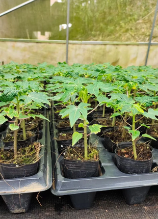 Golden Creamy Papaya Seeds