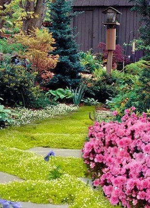 Irish Moss Sagina Subulata