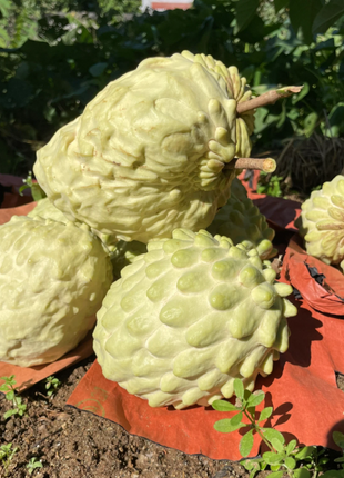 Sugar Apple Seeds