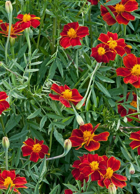 Linnaeus Burning Embers Marigold Seeds