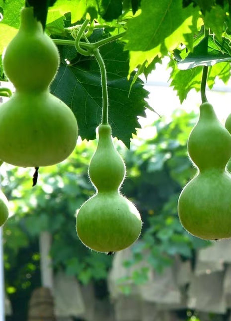 Hand-twisted Small Gourd Seeds