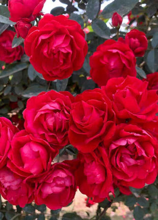 Rosa Banksiae Aiton Seeds