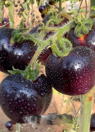 Black Pearl Tomato Seeds
