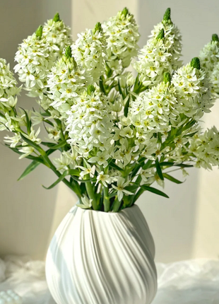 Ornithogalum 'Sonoran White'
