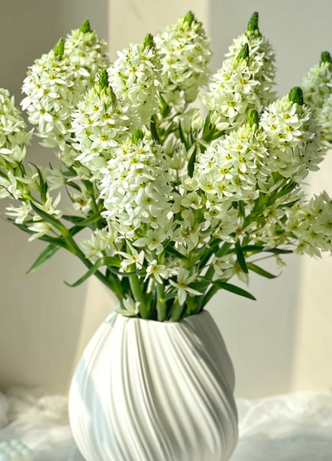 Ornithogalum 'Sonoran White'