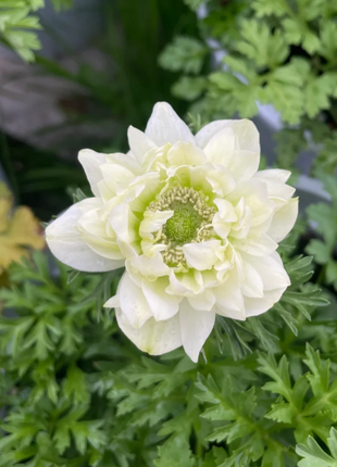 🌸Double Anemone Seeds