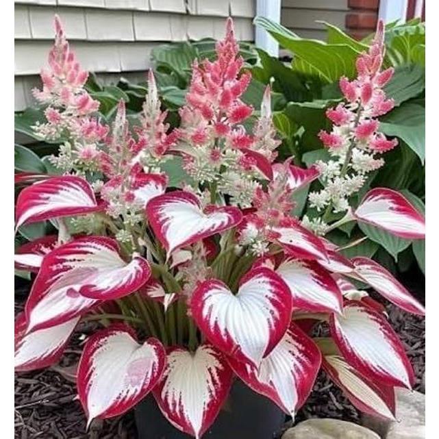 800+ Rare Hosta Seeds for Perennial Shade Gardens Perfect for Containers, Borders, and Pathways