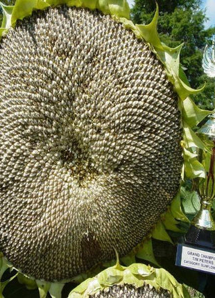 50 Pcs Mongolian Giant Sunflower Seeds