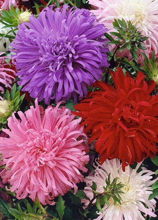 China Aster Seeds - Ostrich Feather Mix