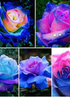 Blue+Blue Pink*2 / 100 Seeds（ 🌟 Special Offer: 50% Off! 🌟 ）