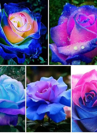 Rare Rose Seeds for Planting