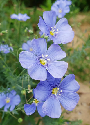 Perennial Blue Flax Seeds, Linum Perenne