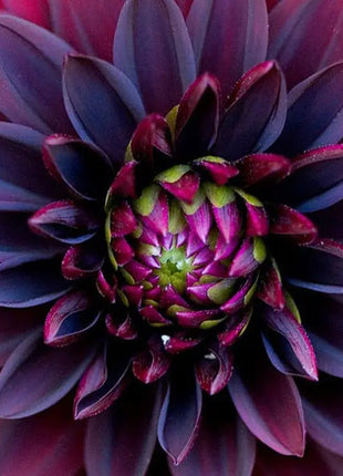 Black Dahlia Flower Seeds