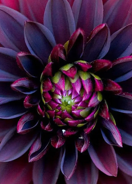 Black Dahlia Flower Seeds