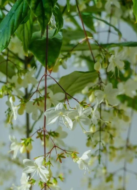 100PCS Jasmine Vine Seeds – Elegant Weeping Flowers for Hanging Baskets, Pergolas, and Garden Decor
