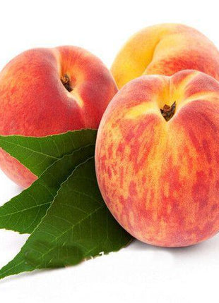 Elberta Peach tree seeds