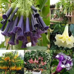 50pcs/Bag Datura Brugmansia Seeds Potted Bonsai Trumpets Angel Flower Seeds