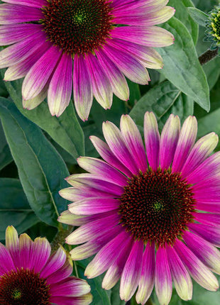 Echinacea, Sweet Sandia