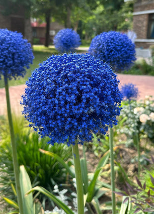 Giant Allium Giganteum Ornamental Onion Flower