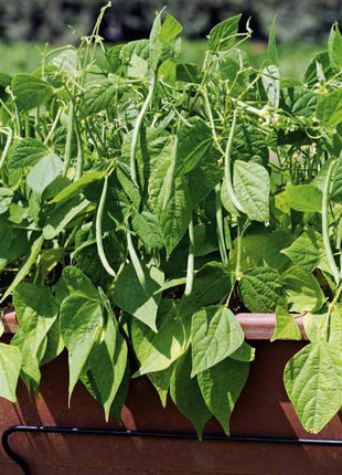 Container Bush Beans French Mascotte