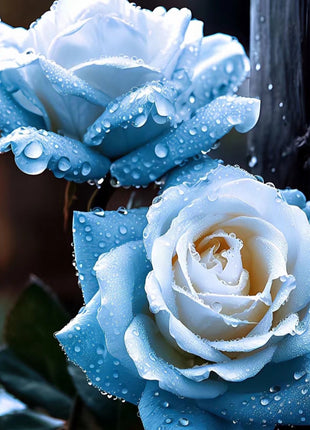 Broken Ice Blue Rose Seeds