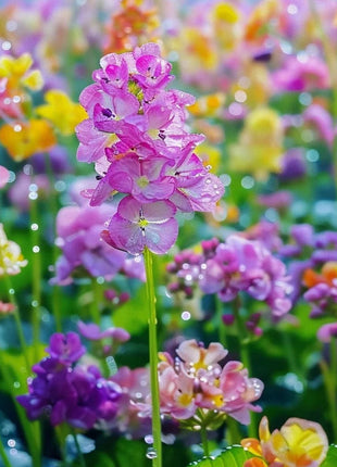 Colorful Rapeseed Flower Seeds