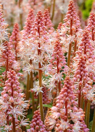 Pink Skyrocket Foam Flower
