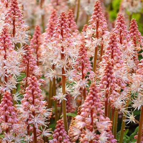 Pink Skyrocket Foam Flower
