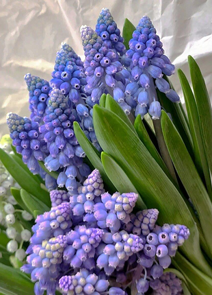 Grape Hyacinth Seeds